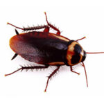 Australian Cockroach