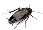 Oriental Cockroach