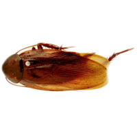 Australian Cockroach Species | Types Of Cockroaches In Australia ...