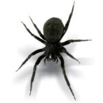  Common Black House Spider (Badumna insignis)