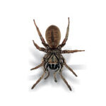 Female Trapdoor Spider (Euoplos sp. , Arbinitis sp.)