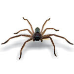 Huntsman Spider (Heteropoda sp.)
