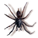 Male Funnel Web Spider (Hadronyche infensa)