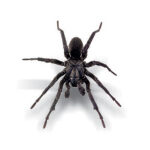 Male Trapdoor Spider (Euoplos sp. , Arbinitis sp.)