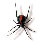 Redback Spider (Latrodectus hasselti)