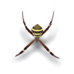 Saint Andrews Cross Spider (Argiope keyserlingi)