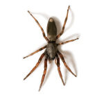 White Tail Spider (Lampona sp.)