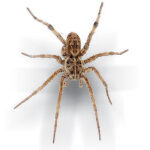 Wolf Spider (Lycosa sp.)