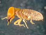 Mastotermes (or Giant Termite) 
