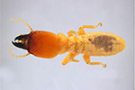 Porotermes (or Dampwood Termite)