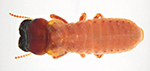 Cryptotermes (or West Indian Dry-Wood Termite)