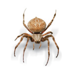 Garden Orb-Weaver Spider (Eriophora transmarina)