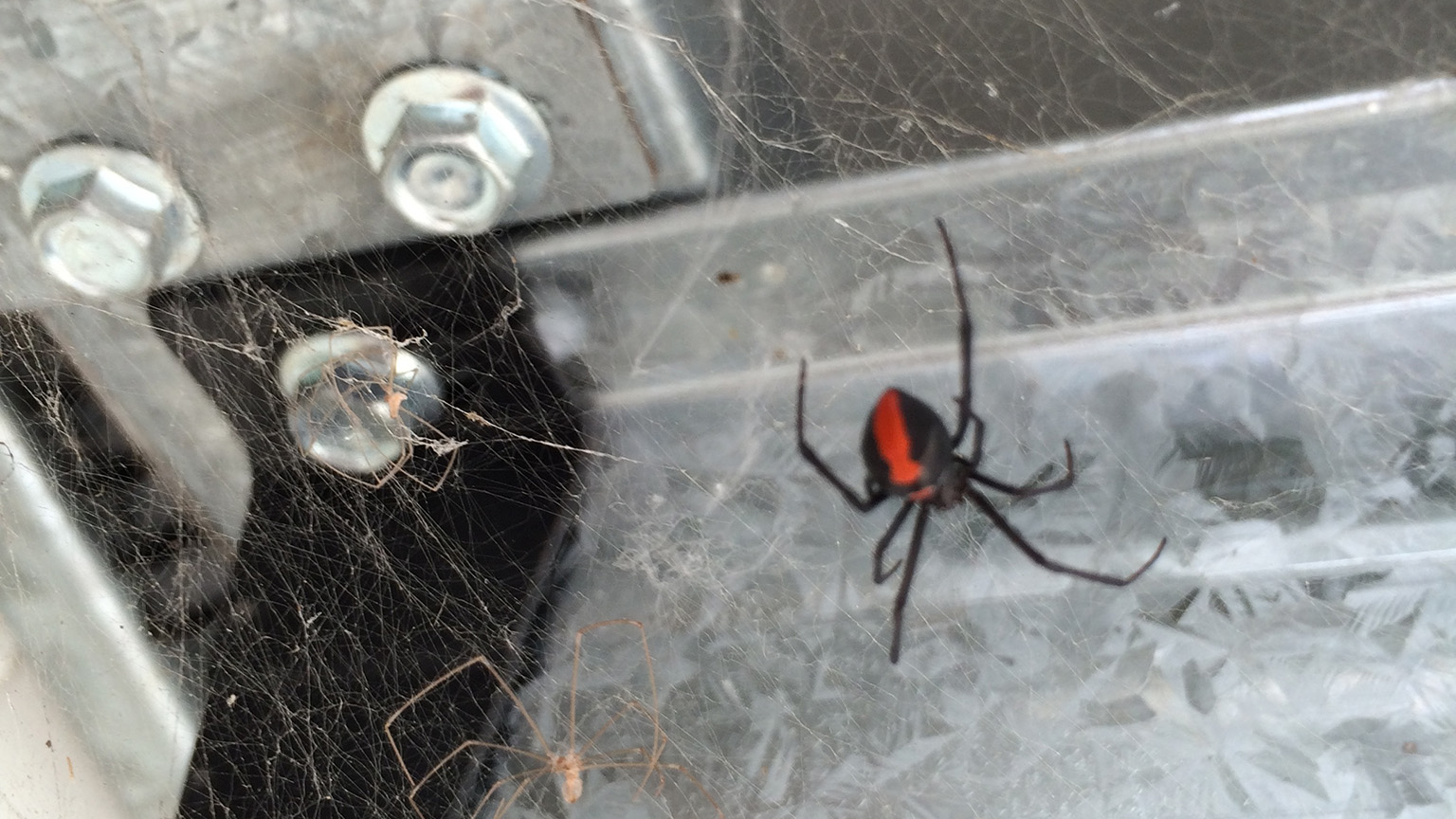 Australian Redback Spider