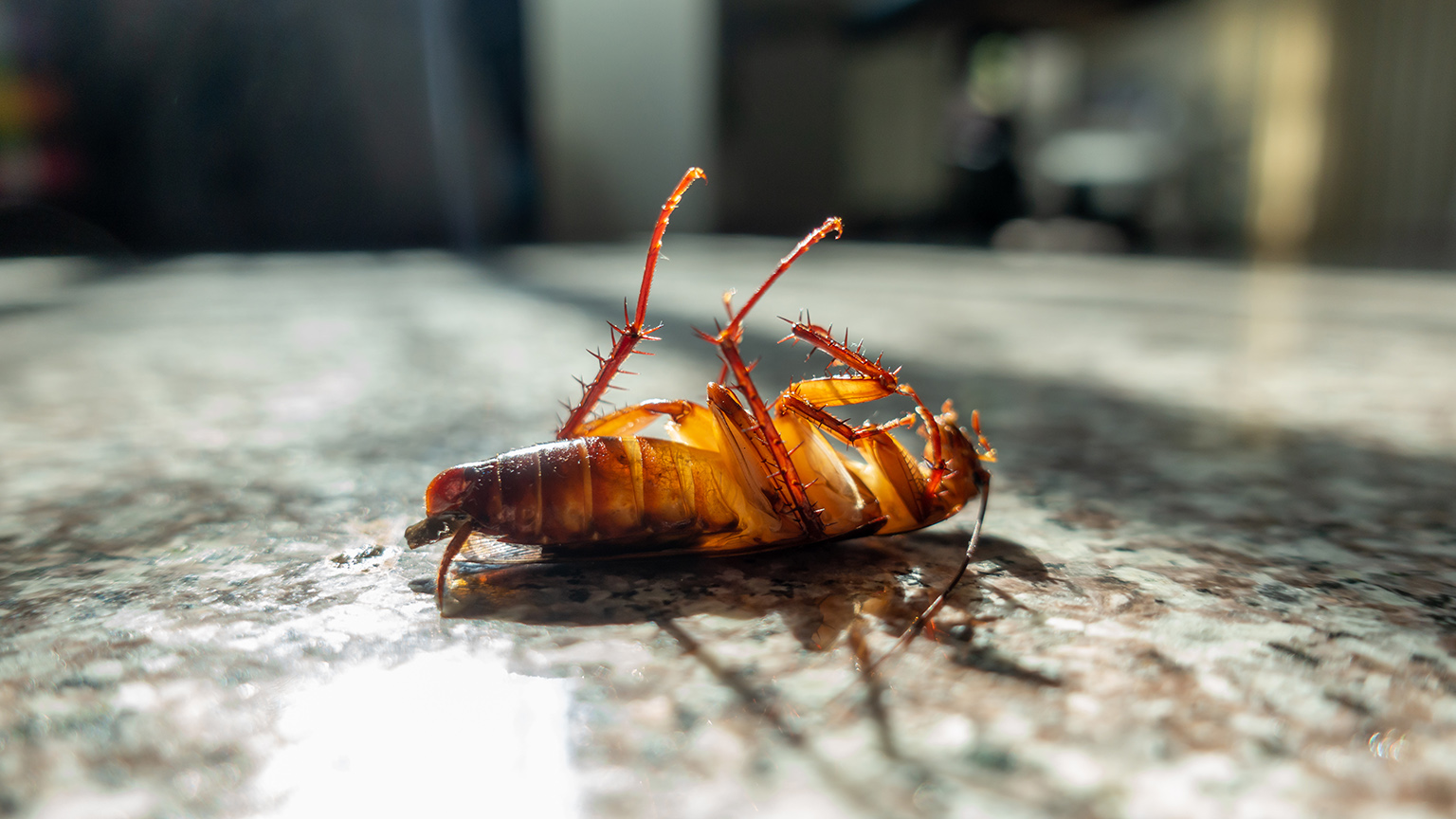 Dead cockroach on floor