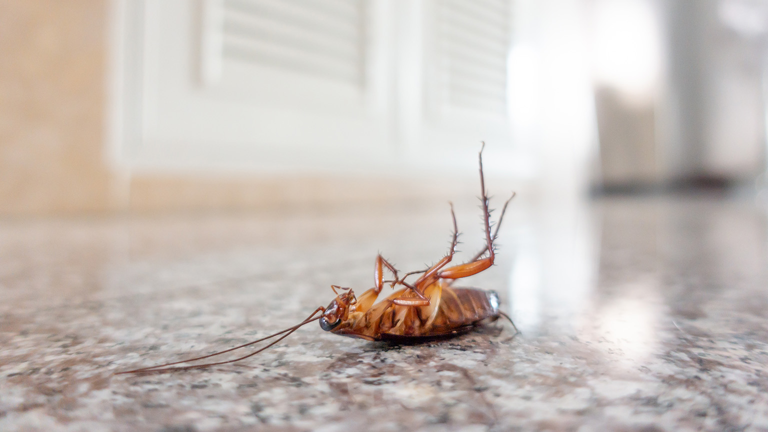 Dead cockroach on floor