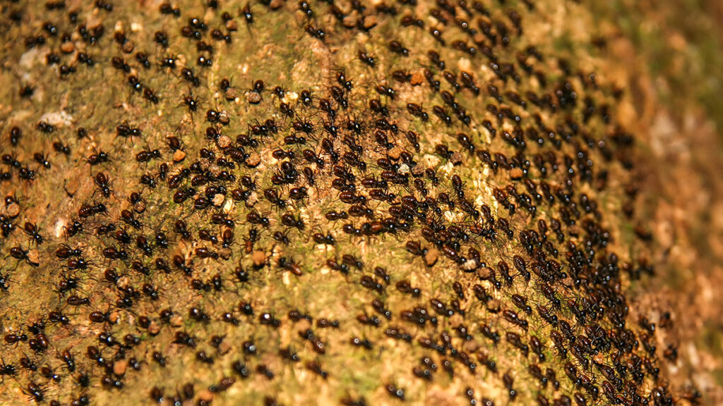 Moving colony of ants over a tree