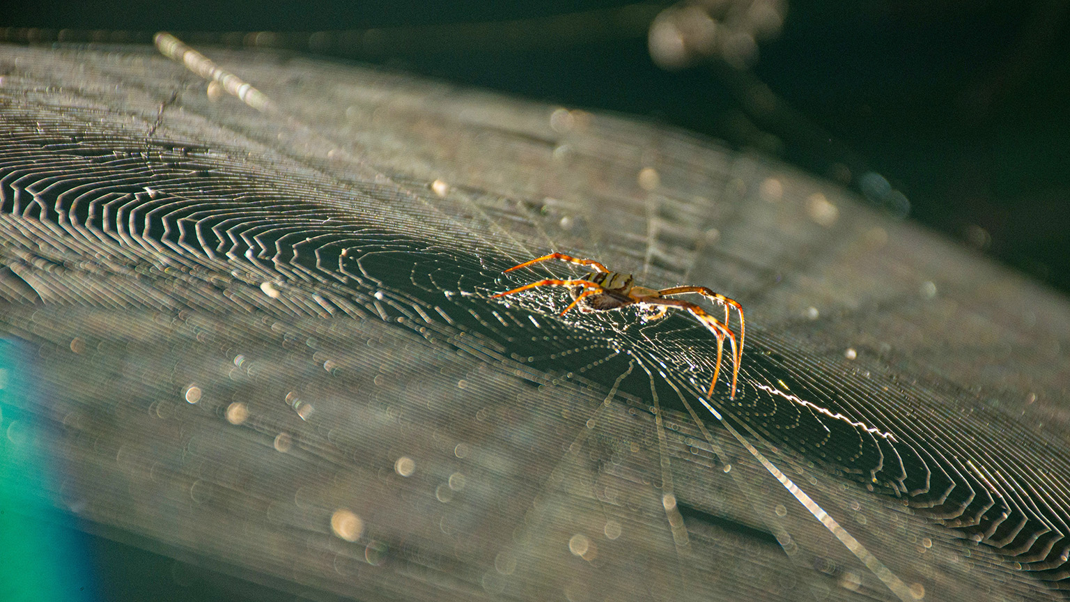 What Eats Spiders? Our Guide To Natural Spider Prevention