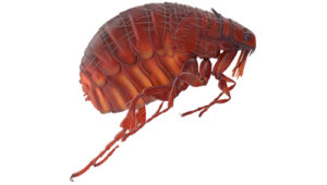 Isolated flea on a white background
