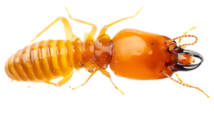 A close up of a termite, or a "white ant"
