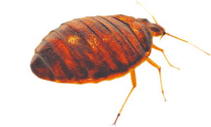 A close up of a bedbug