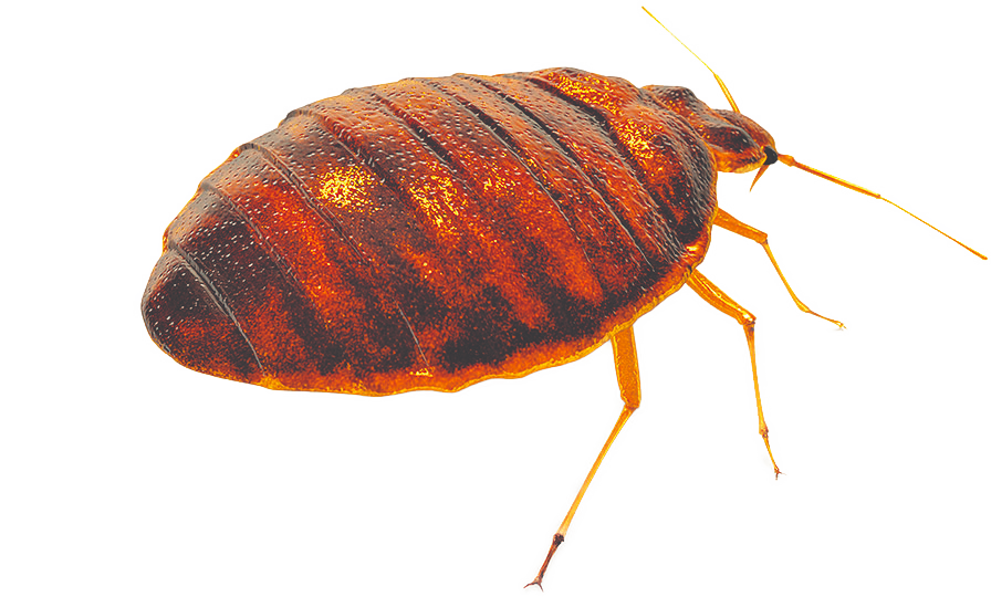 Bed Bug Pest Control Bed Bug Removal Treatments On The Sunshine Coast