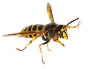 A close up of a wasp