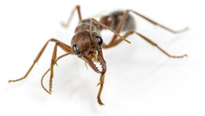 a queen bull ant on white background