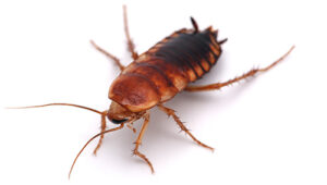 Giant cockroach isolated on white background