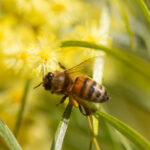 A bee is busy pollinating in wattle tree on a warm spring day in Melbourne, Victoria, Australia
