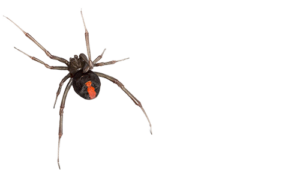 Redback spider