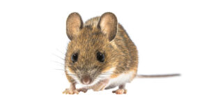 A field mouse