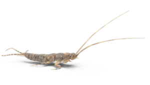 An isolated silverfish on a white background