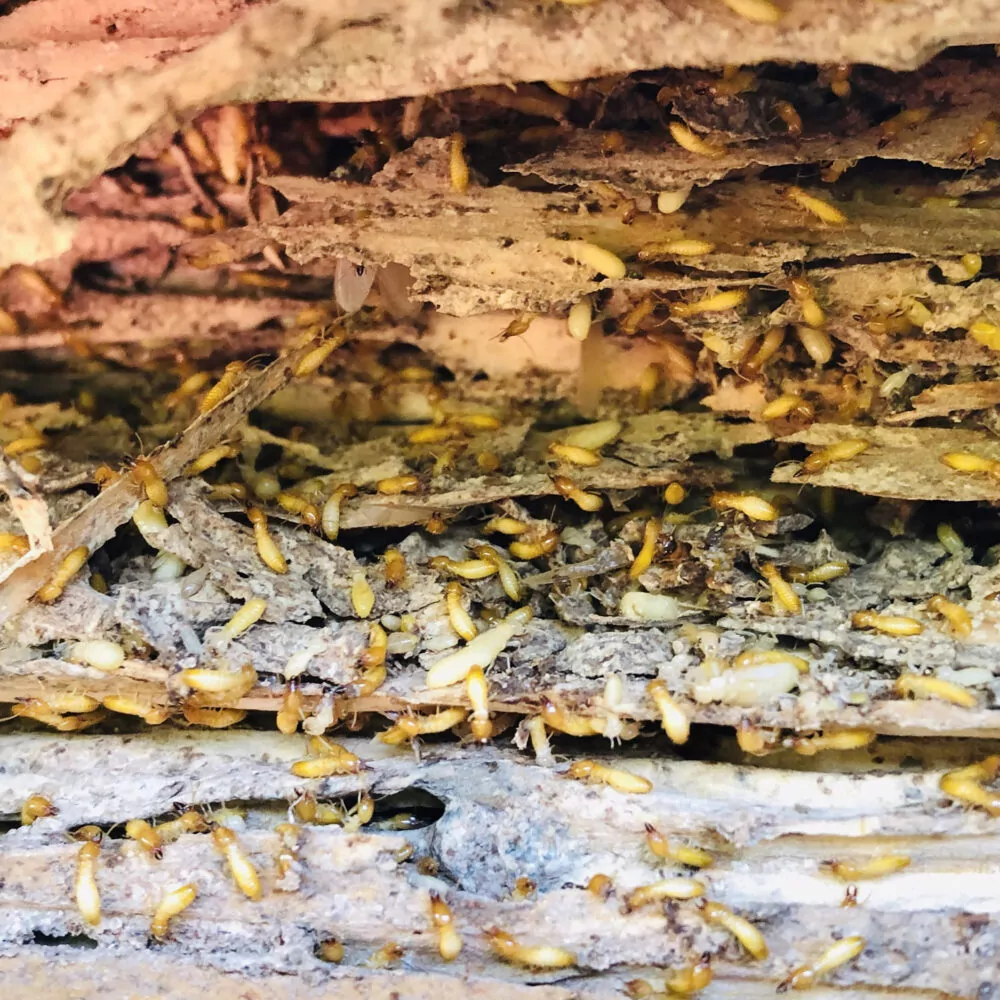 Subterranean termites
