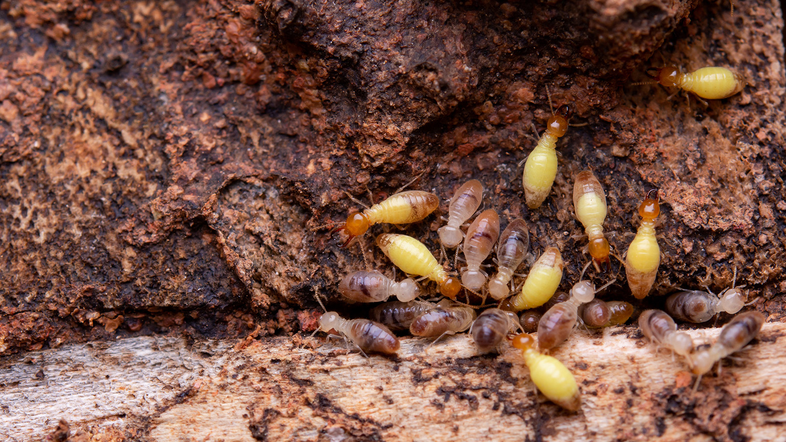 Termites eat wooden planks. Damage of a wooden house from termit