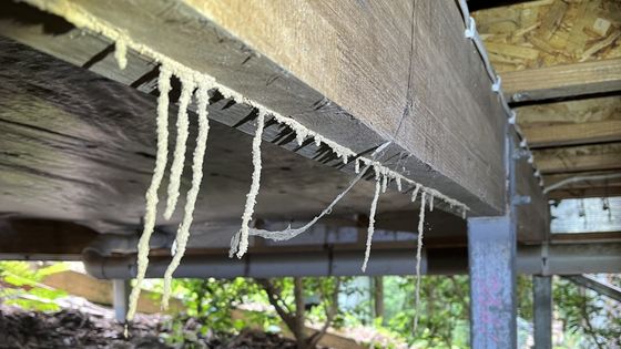 Termite infestation inside the home.