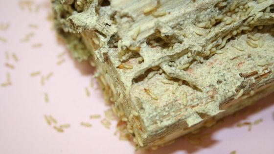 Termite infestation outside on the underside of a deck.